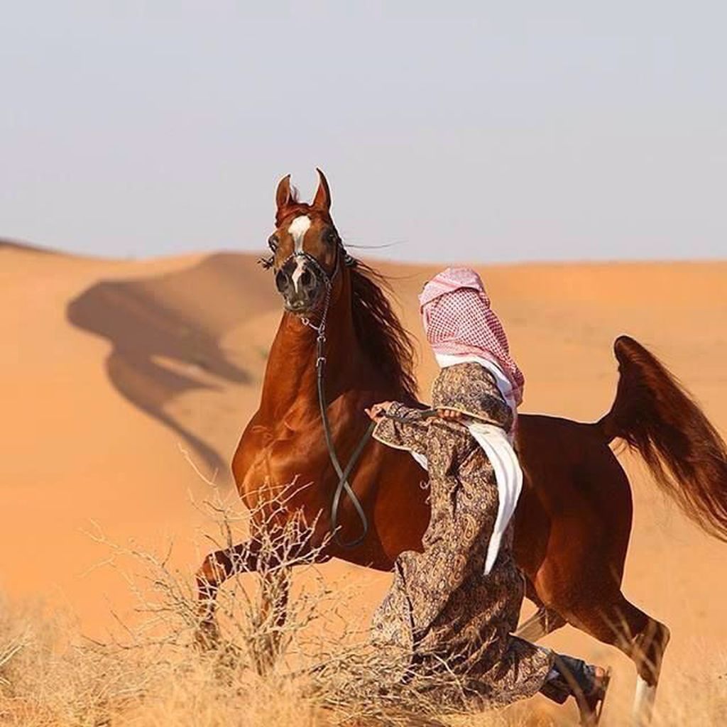 الخيول في الكويت ( تاريخ وشخصيات ) - تاريخ الكويت